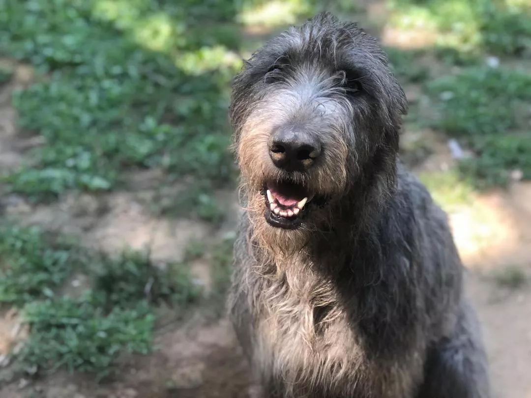 Kylie and Jason Kelce - their dog Winnie / Winifred irish wolfhound has died instagram