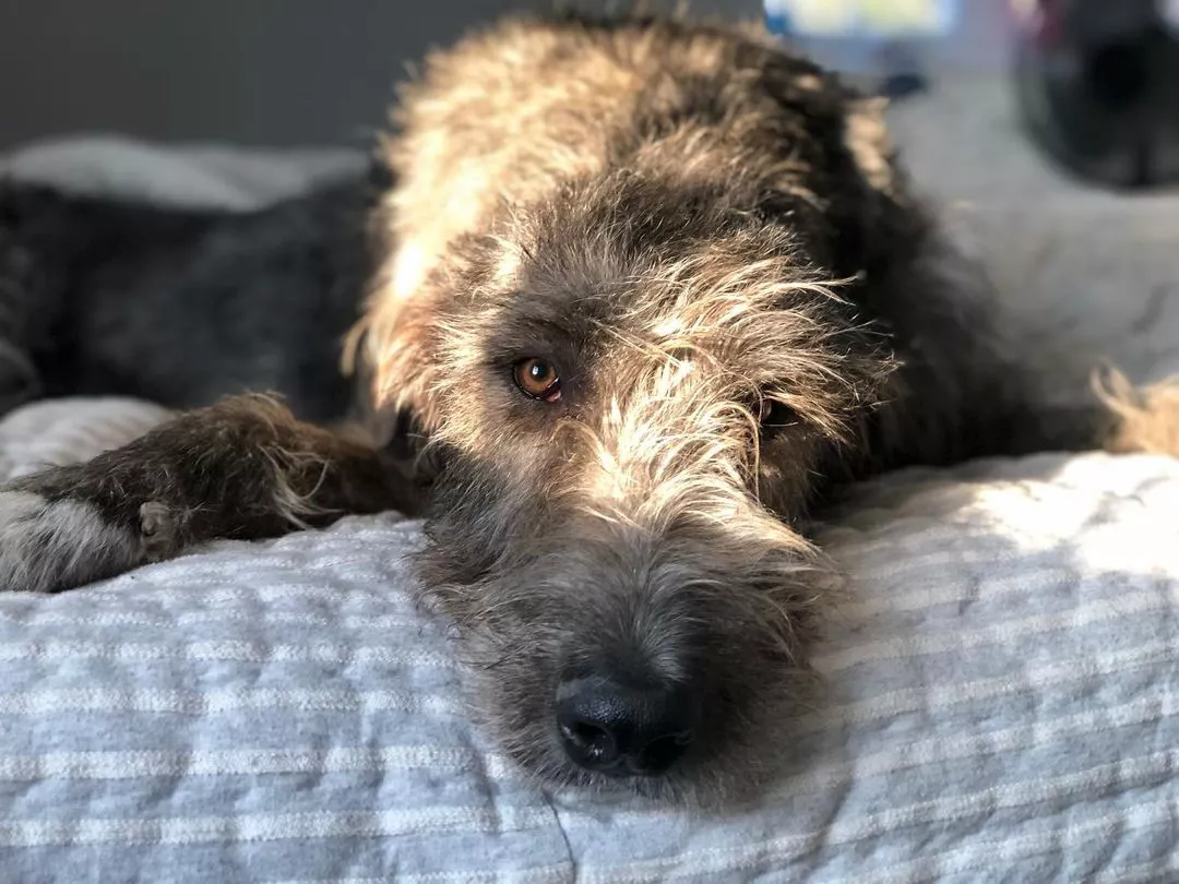 Kylie and Jason Kelce - their dog Winnie / Winifred irish wolfhound has died instagram