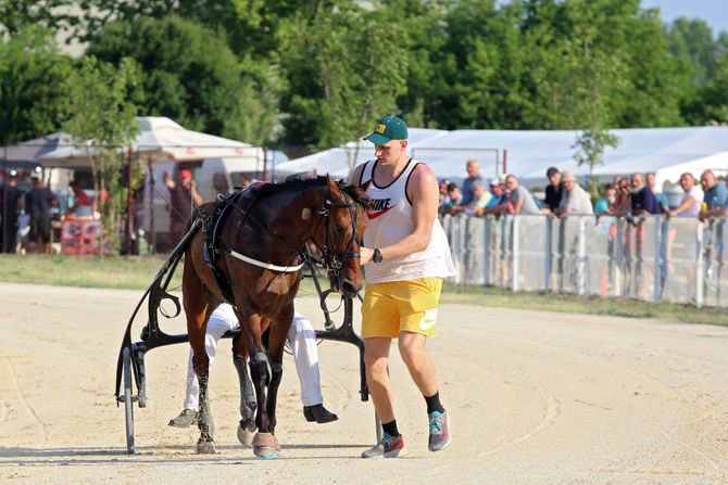 Harrison Wind on X: "Nikola Jokic's top horse Amy Del Duomo's resume: - Total earnings (EUR): € 64,683 - Last 5 races: 1st, 1st, 2nd, 1st, 2nd - Career: 33 starts, 18 wins https://t.co/njwN6HcaKj" / X