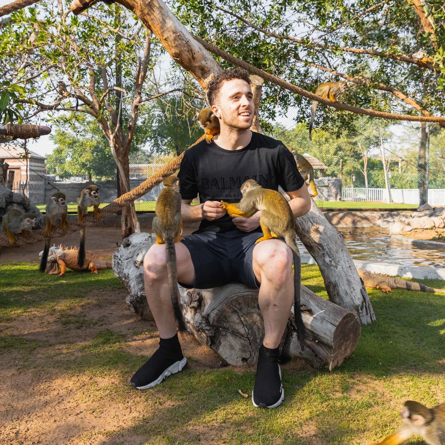 Jota was very popular with the monkeys at the zoo